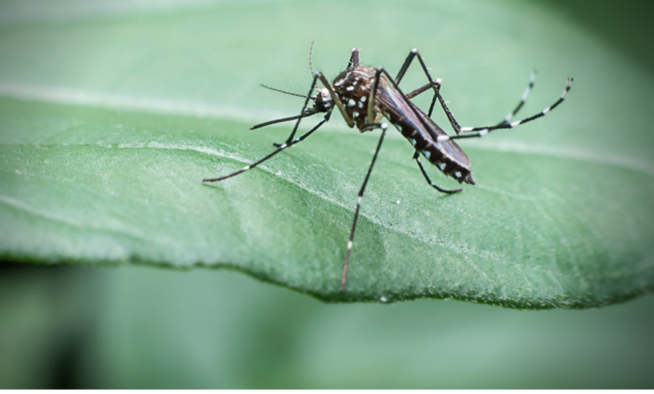 Zika Quiz Featured Image